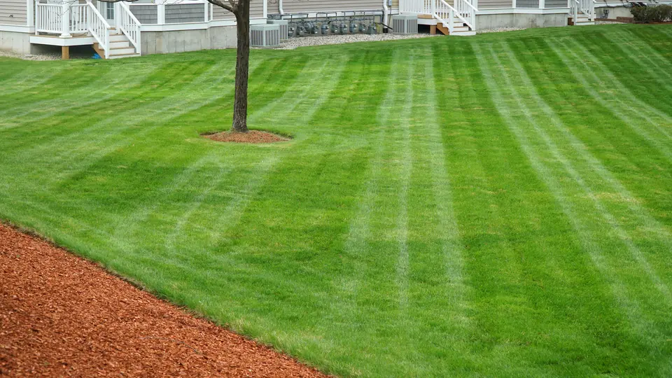 Grass height impact on lawn health in North Florida