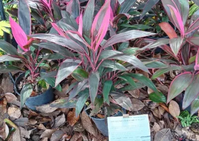 Affordable Backyard Landscaping